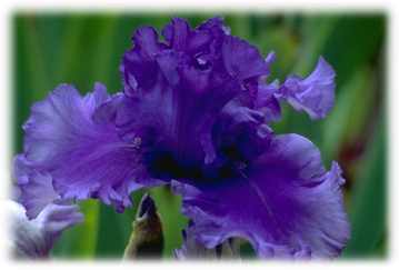 Blaue Blumen f&uuml;r Ihr Pfirsichbl&uuml;ten Gl&uuml;ck