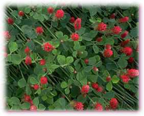 Gr&uuml;ne Pflanzen f&uuml;r Ihr Pfirsichbl&uuml;ten Gl&uuml;ck