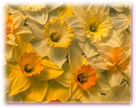 Gelbe Bl&uuml;ten f&uuml;r Ihr Pfirsichbl&uuml;ten Gl&uuml;ck