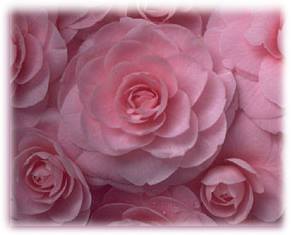 Rosa Rosen f&uuml;r Ihr Pfirsichbl&uuml;ten Gl&uuml;ck